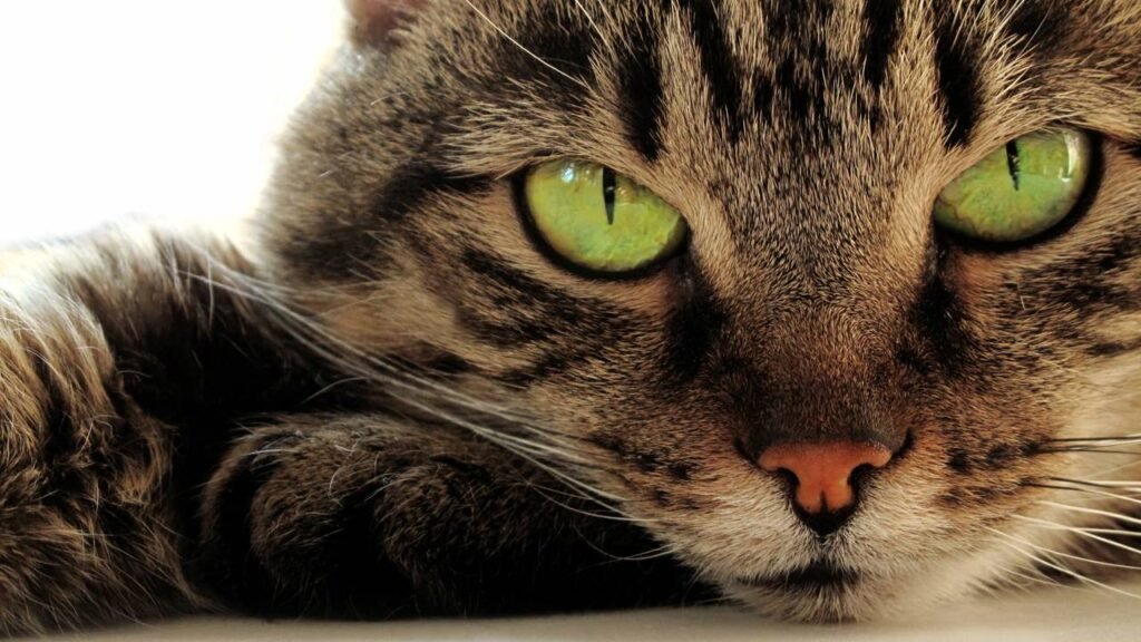 O que os gatos realmente sentem quando ficam sozinhos em casa