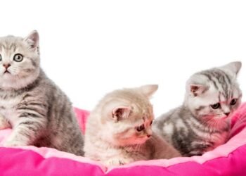 Como saber a idade do seu gato em anos humanos e cuidar melhor dele