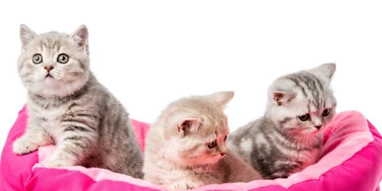 Como saber a idade do seu gato em anos humanos e cuidar melhor dele