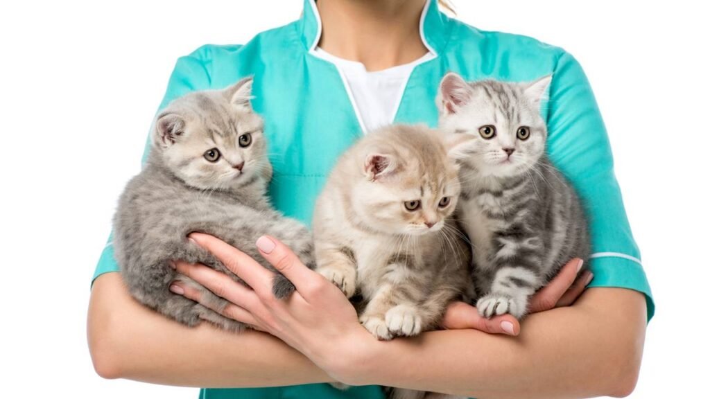 Como saber a idade do seu gato em anos humanos e cuidar melhor dele