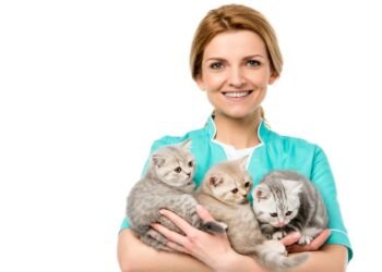 Como os gatos escolhem sua pessoa favorita e o que isso significa