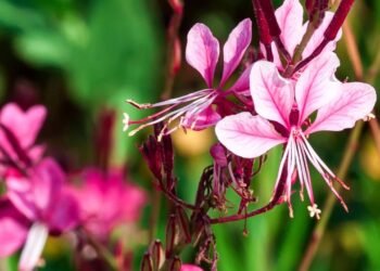 A planta ideal para jardins de baixa manutenção e sol intenso