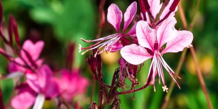 As flores da gaura, em seus tons brancos ou rosados - Créditos: depositphotos.com / maratr