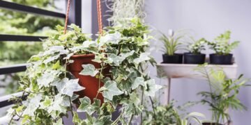 Você ainda usa desumidificador? Essas plantas fazem o mesmo de graça