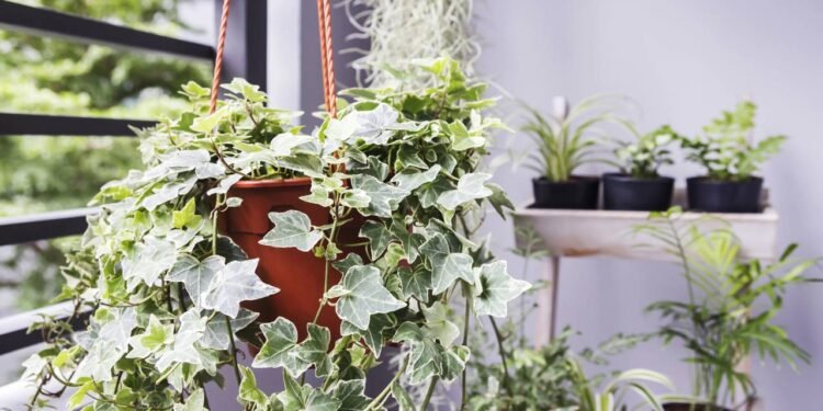 Você ainda usa desumidificador? Essas plantas fazem o mesmo de graça