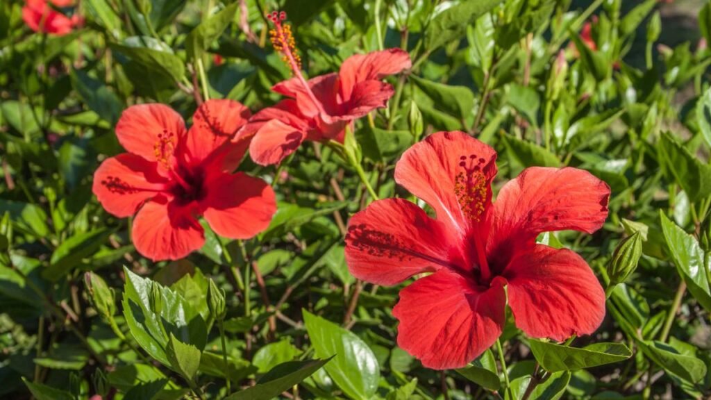 Segredos para prolongar a floração dos hibiscos o ano inteiro