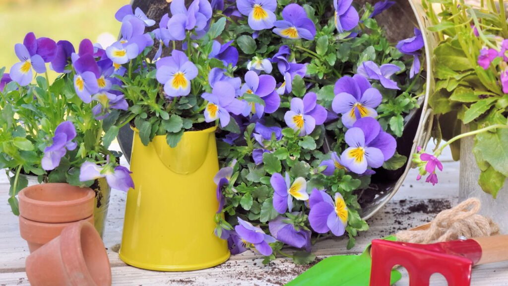 Como montar uma horta charmosa utilizando latas recicladas