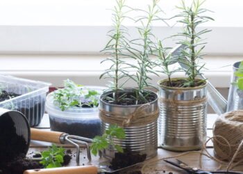 Como montar uma horta charmosa utilizando latas recicladas