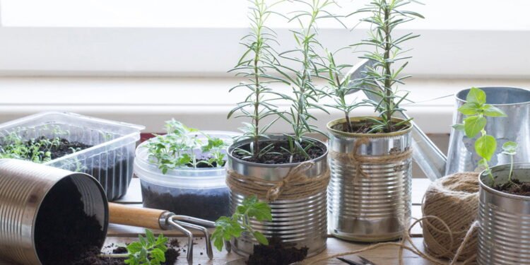 Como montar uma horta charmosa utilizando latas recicladas