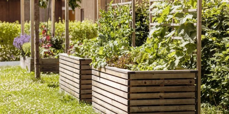 3 ervas que ajudam a dormir melhor e você pode cultivar em casa