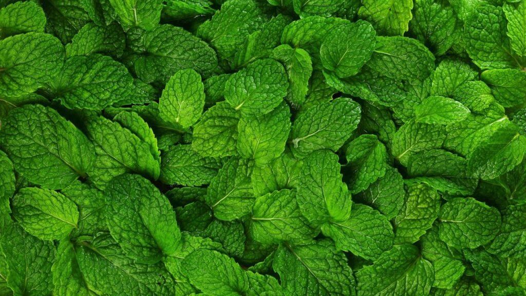 A erva mais poderosa para refrescar o corpo e cuidar da saúde