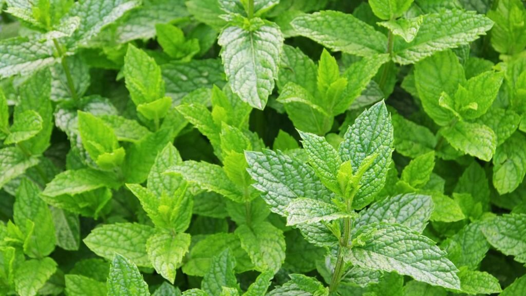 Como transformar hortas caseiras em barreiras naturais contra moscas e mosquitos