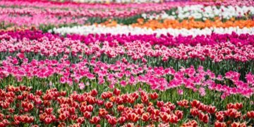 As flores mais queridas de cada estação para ter um jardim vibrante o ano todo