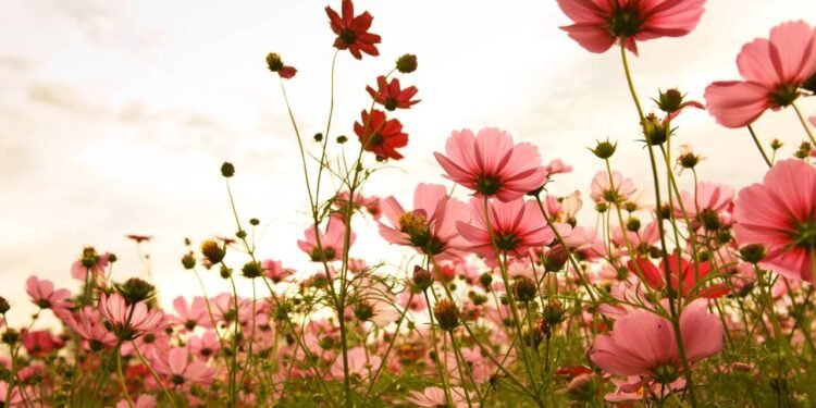 As flores mais poderosas para transformar seu jardim na primavera