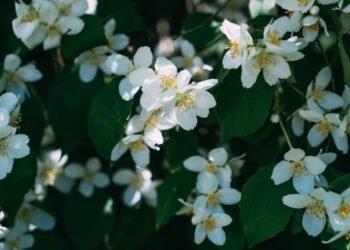 Como multiplicar jasmins e encher seu quintal de flores perfumadas