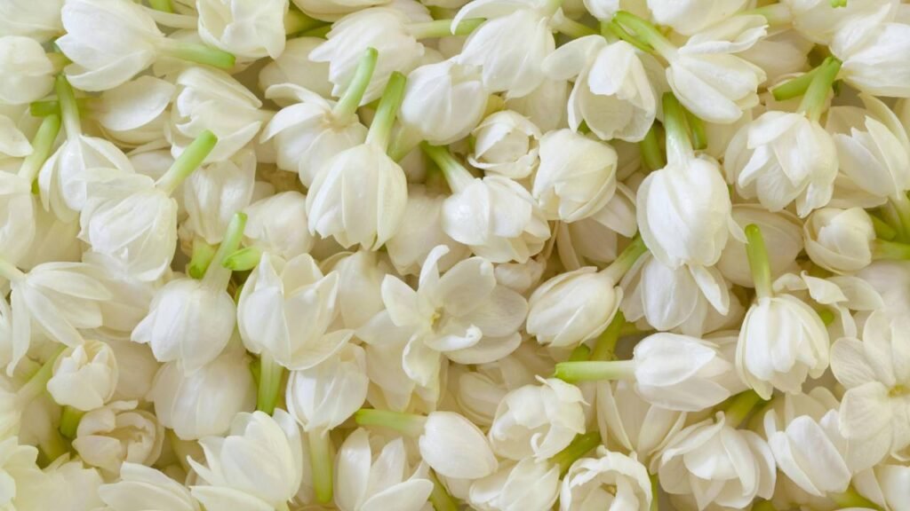 Como multiplicar jasmins e encher seu quintal de flores perfumadas