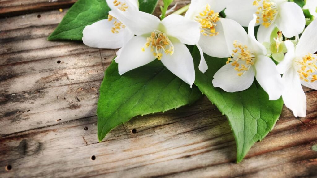 Como multiplicar jasmins e encher seu quintal de flores perfumadas