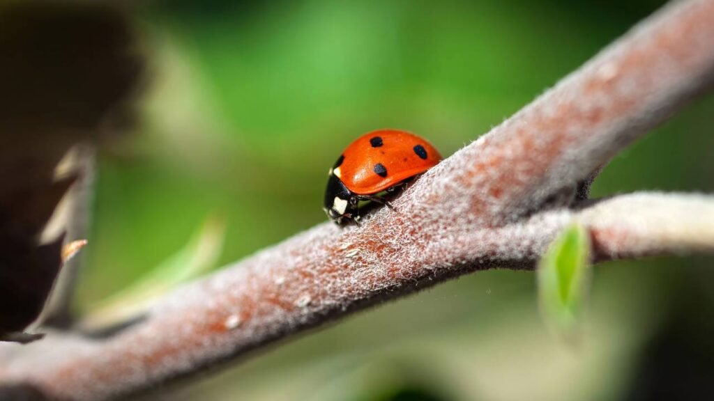 Transforme seu jardim em um refúgio vivo com apenas duas frutas