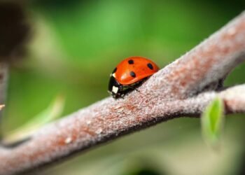 Transforme seu jardim em um refúgio vivo com apenas duas frutas
