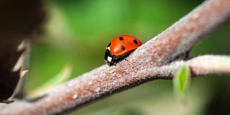 Transforme seu jardim em um refúgio vivo com apenas duas frutas