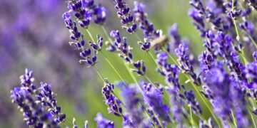 As plantas que resistem onde tudo seca e ainda perfumam o ambiente