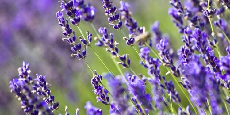 As plantas que resistem onde tudo seca e ainda perfumam o ambiente