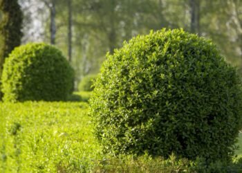 Se sua cerca parece sem graça é porque você ainda conhece esse arbusto