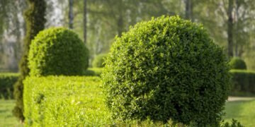 Se sua cerca parece sem graça é porque você ainda conhece esse arbusto