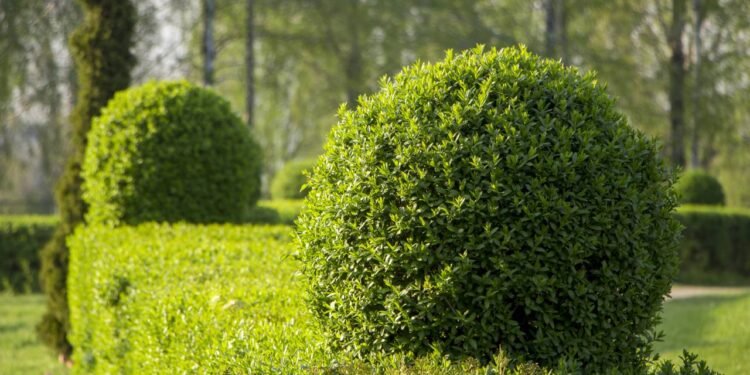 Se sua cerca parece sem graça é porque você ainda conhece esse arbusto