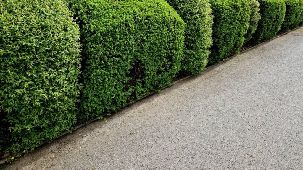 Se sua cerca parece sem graça é porque você ainda conhece esse arbusto