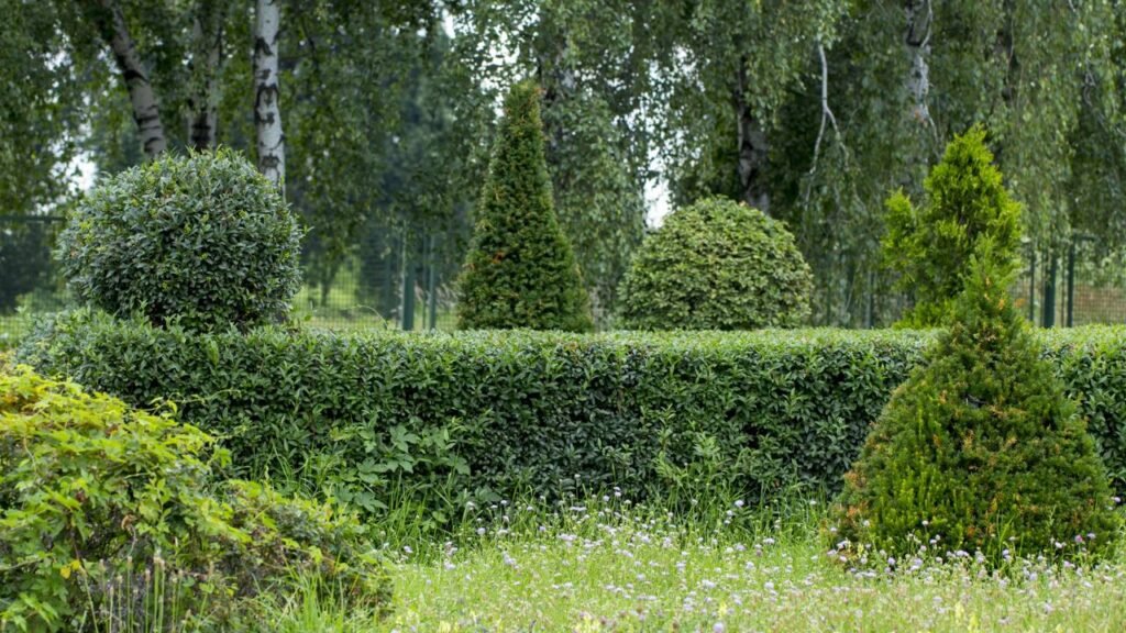 Se sua cerca parece sem graça é porque você ainda conhece esse arbusto