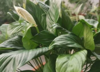 Flores detox viram tendências entre quem busca paz e ar puro dentro de casa