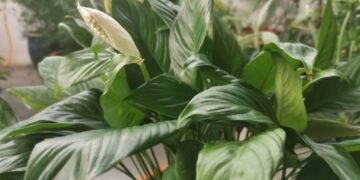 Flores detox viram tendências entre quem busca paz e ar puro dentro de casa