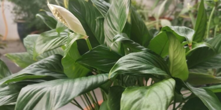 Flores detox viram tendências entre quem busca paz e ar puro dentro de casa