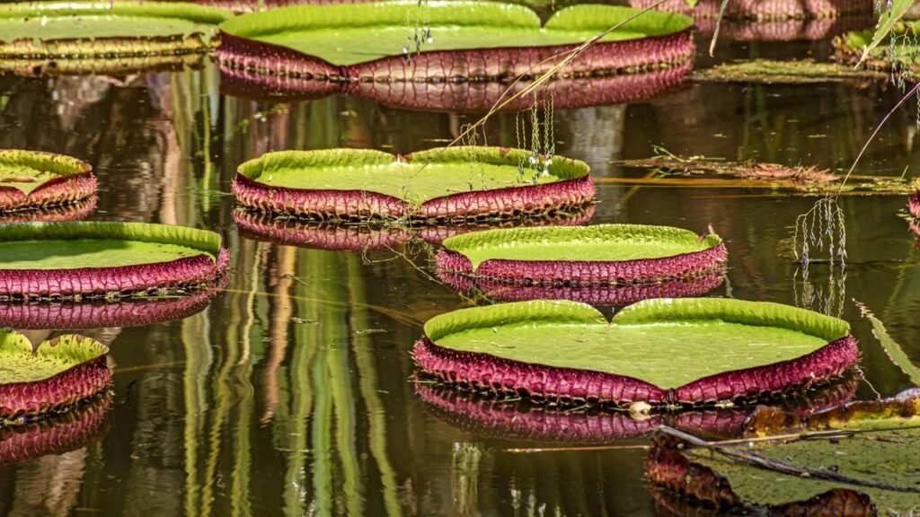 5 plantas tropicais que amam sol forte e perfumam sua casa