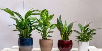 As melhores plantas para refrescar e purificar sua casa no calor