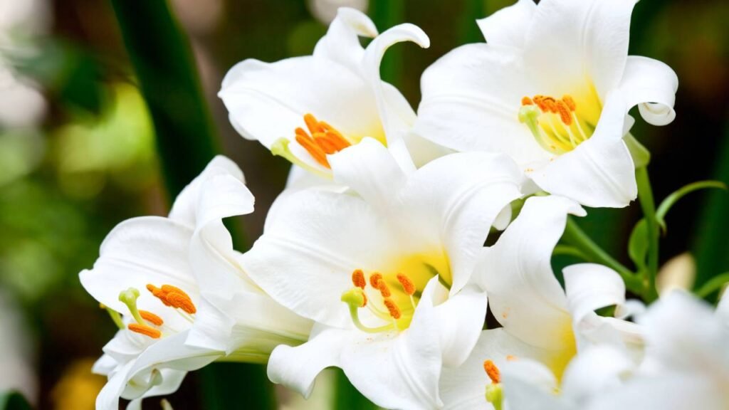 As melhores plantas seguras para pets que deixam sua casa linda e sem riscos