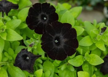 Essa planta medicinal pouco conhecida é a mais poderosa que você pode cultivar
