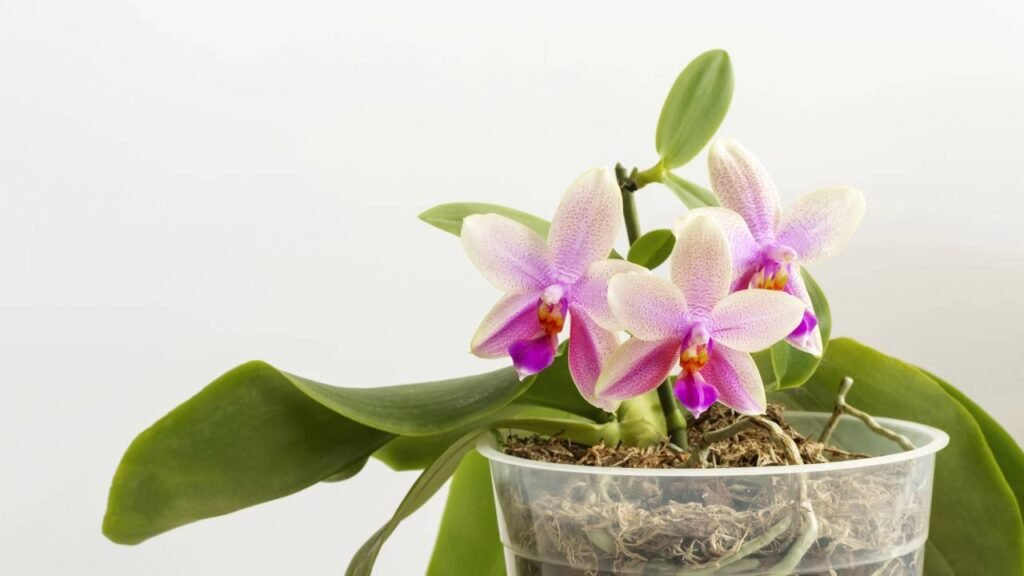 Essa planta medicinal pouco conhecida é a mais poderosa que você pode cultivar