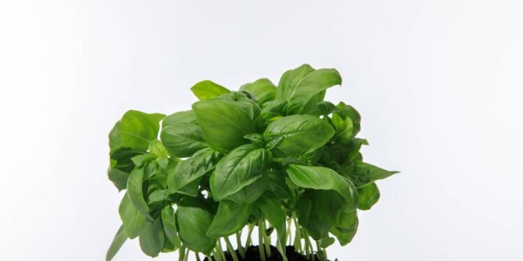 O poder desse tempero vai muito além do sabor e pouca gente sabe