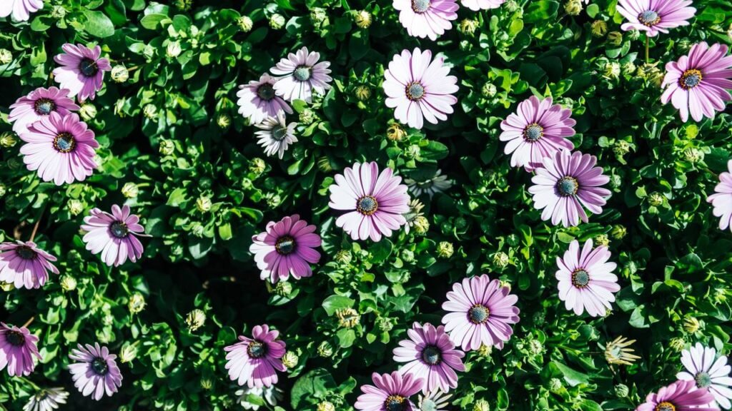 As flores mais poderosas para transformar seu jardim na primavera