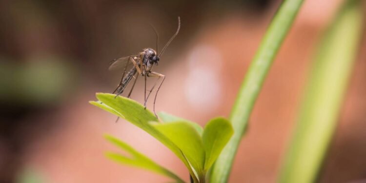 As ervas mais eficazes para manter mosquitos bem longe da sua casa