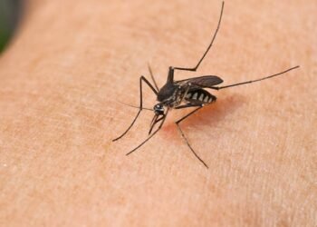 Como transformar hortas caseiras em barreiras naturais contra moscas e mosquitos