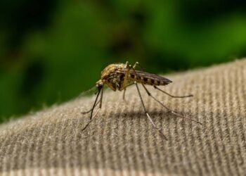 Comecei a usar esse repelente caseiro e nunca mais vi mosquitos na minha casa