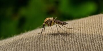 Comecei a usar esse repelente caseiro e nunca mais vi mosquitos na minha casa