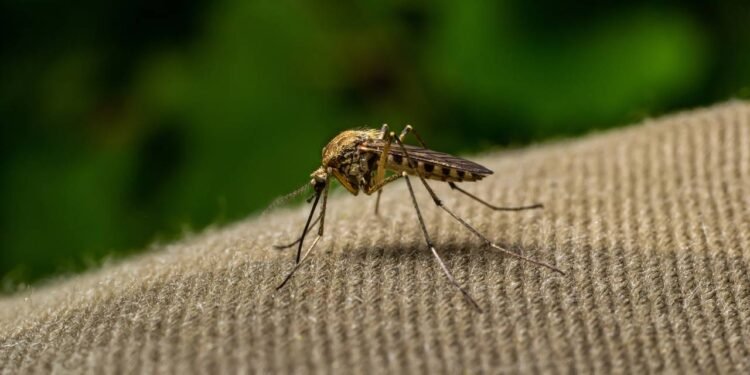 Comecei a usar esse repelente caseiro e nunca mais vi mosquitos na minha casa
