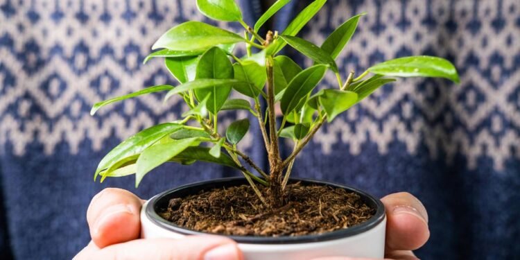 Como cultivar um limoeiro em vaso e ter frutos o ano todo
