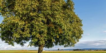 As árvores ideais para quem ama sombra, mas odeia varrer folhas