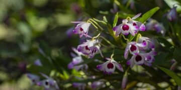 Cuidados que prolongam a floração das orquídeas e mantêm as flores lindas