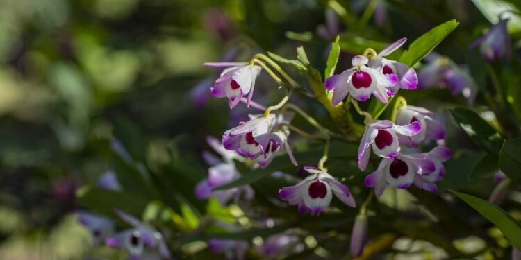 Cuidados que prolongam a floração das orquídeas e mantêm as flores lindas